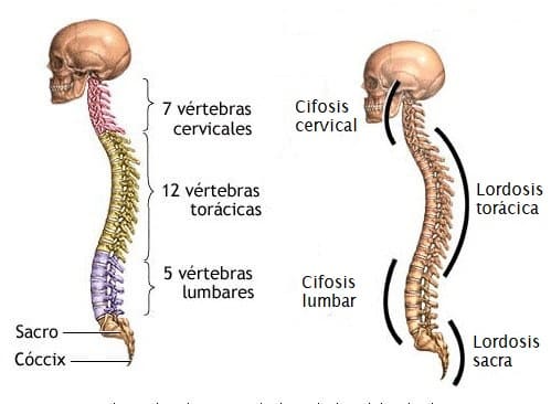 columna vertebral curvaturas