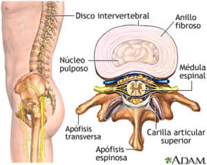 Disco vertebral